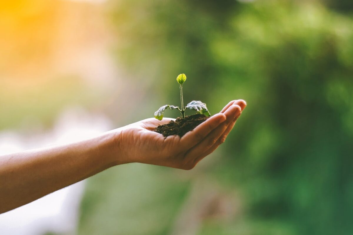 A hand gently cradles a young sprout in soil, symbolizing nurturing and growth.